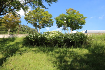 Fototapeta premium tree in the field