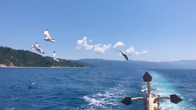 Flock of friendly seagulls following back of sailboat and closeup of large iron drop anchor at the back of sailing ship in slow motion in 4k in Sithonia on Mediterranean sea