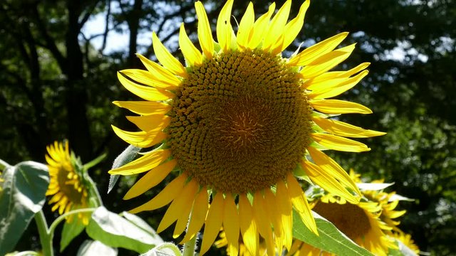 Sunflower Fields in Tokyo, Japan.