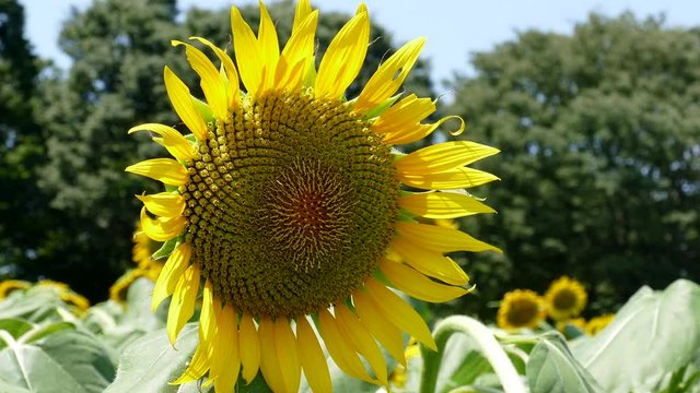 A sunflower in a field in Tokyo, Japan.