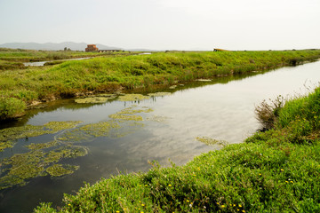 Obraz premium Italy Tuscany Maremma Castiglione della Pescaia Grosseto, natural reserve of Diaccia Botrona.