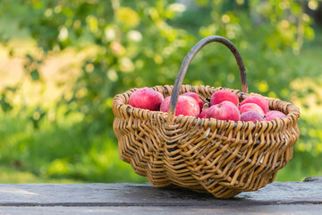 Basket of fresh apples on wood table in garden