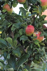 Äpfel an jungem Apfelbaum