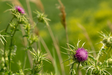 Italy Tuscany Maremma Castiglione della Pescaia Grosseto, natural reserve of Diaccia Botrona.