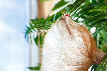 A red cat sniffs flowers on a green plant. A pet, a houseplant.