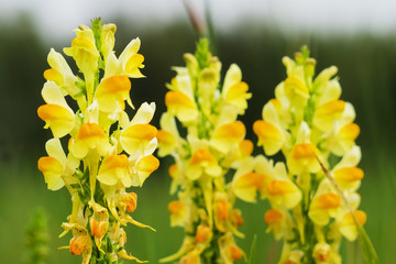 Yellow Snapdragon flower grows on the field.