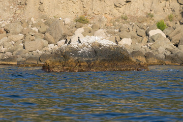view from the sea on a rocky coastline covered with green pine trees
