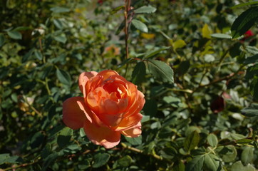 Apricot Flower of Rose 'Lady of Sharlott' in Full Bloom
