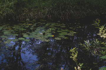 Yellow lotus flower or water lily. Lotus leaves and lotus bud in a pond. Lotus season in Losiny Ostrov National Park, Moscow