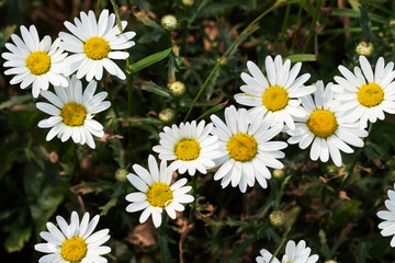 Fototapeta premium Wild chamomile flowers on a field on a sunny day. Selective focus