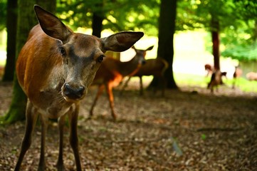 Fototapeta premium Cute deer is in the national park Germany.