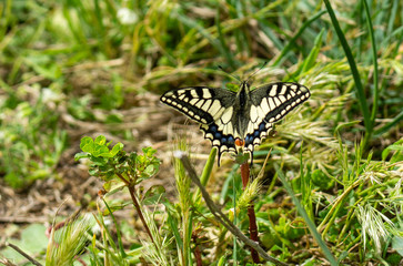 Italy Tuscany Maremma Castiglione della Pescaia Grosseto, natural reserve of Diaccia Botrona , close-up view of a colorful butterfly