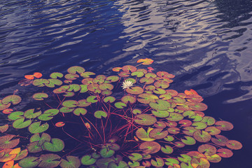 Fototapeta na wymiar White lotus flower or water lily. Lotus leaves and lotus bud in a pond. Lotus season in Zaryadye park, Moscow