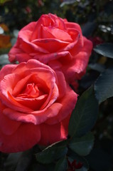 Light Pink Flower of Rose 'Lady Rose' in Full Bloom
