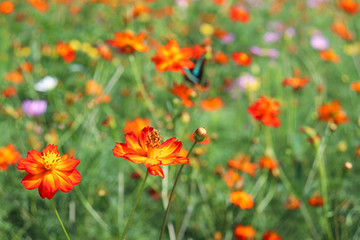 赤い花 チョウ field of poppies