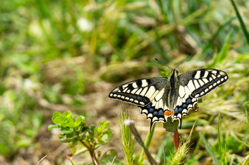 Italy Tuscany Maremma Castiglione della Pescaia Grosseto, natural reserve of Diaccia Botrona , close-up view of a colorful butterfly