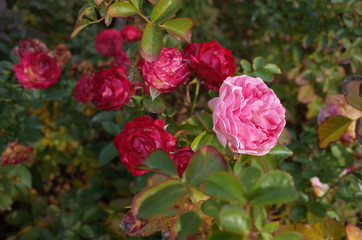 Light Pink Flower of Rose 'Larissa Balconia' in Full Bloom
