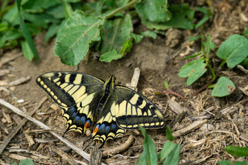 Italy Tuscany Maremma Castiglione della Pescaia Grosseto, natural reserve of Diaccia Botrona , close-up view of a colorful butterfly