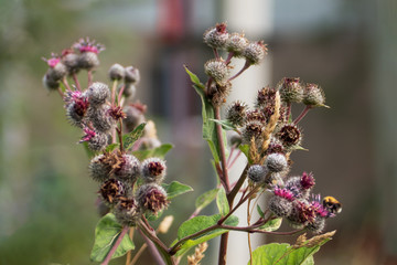 Prickly purple Thistle flowers. The wild plant grows in fields and meadows.