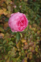 Light Pink Flower of Rose 'Larissa Balconia' in Full Bloom
