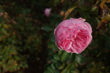 Light Pink Flower of Rose 'Larissa Balconia' in Full Bloom
