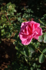 Light Pink Flower of Rose 'Larissa Balconia' in Full Bloom
