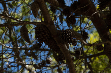 Pine cones on a tree in summer