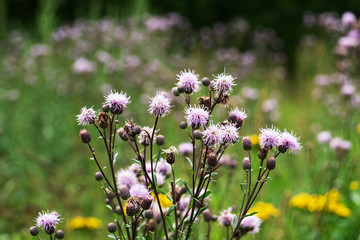 Fototapeta premium Prickly purple Thistle flowers. The wild plant grows in fields and meadows.