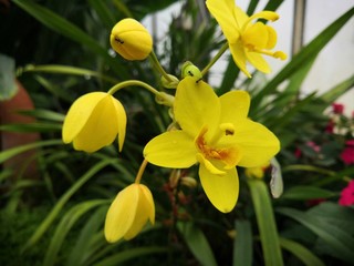 Obraz na płótnie Canvas yellow orchid flower