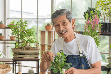 Senior asian retirement old man in casual outfit doing a hobby with happy and relax gardening tree plant in greenhouse garden farm