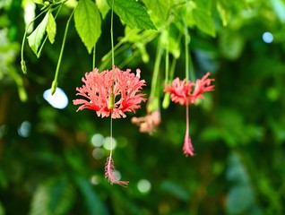 Hibiscus schizopetalus flowers in botanical garden.  