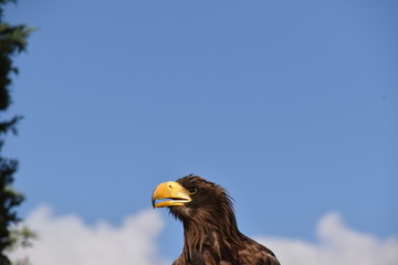 Seaeagle Portrait with blue sky as background