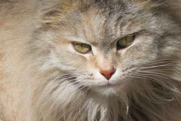 Naklejka na ściany i meble Siberian cat eyes look moustache Animals
