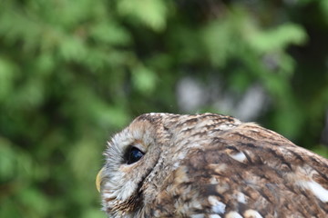 Screetch owl portrait