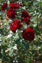 Dark Red Flower of Rose 'Lavaglut' in Full Bloom
