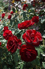 Dark Red Flower of Rose 'Lavaglut' in Full Bloom
