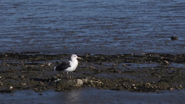 Gavota no rio Tejo