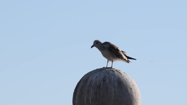Gavota no rio Tejo