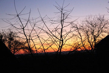 silhouette of trees at beautiful sunset