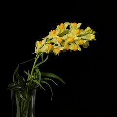 Linaria vulgaris on a black background