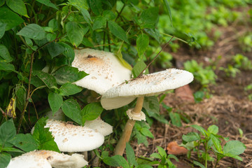Poisonous mushrooms (Chlorophyllum molybdites)white flowers are blooming Spontaneously occurring. Poisonous symptoms cause intoxication, nausea and vomiting.