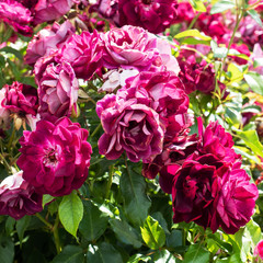 A beautiful maroon rose Bush grows in the garden.