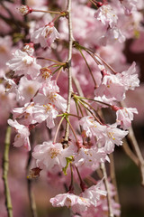 Fototapeta premium 上賀茂神社の枝垂れ桜