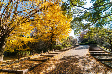 福岡市舞鶴公園の秋の風景