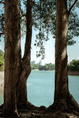 Tower and Tree (Shing Mun Reservoir in Hong Kong)