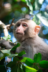 Baby Monkey in Doubt