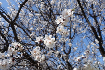 Crooked branch of blossoming apricot against blue sky in April