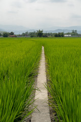 Path In the Rice field In Countryside in Taiwan