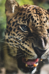 Java-Leopard im Porträt III
