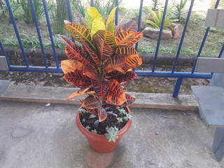 Paisagem Natureza em casa